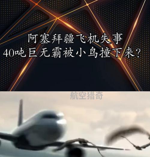 飞机与小鸟的相遇（飞行中的小鸟）