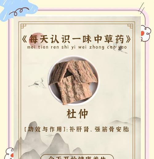 探秘杜仲的神奇功效与用途（拥抱健康长寿，杜仲带来的奇迹）